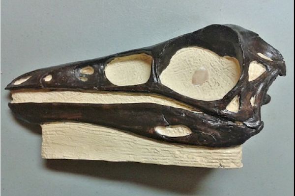 "Adopt" a Dino Skull