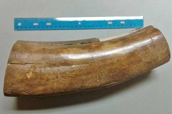 "Adopt" a Mammoth Tusk